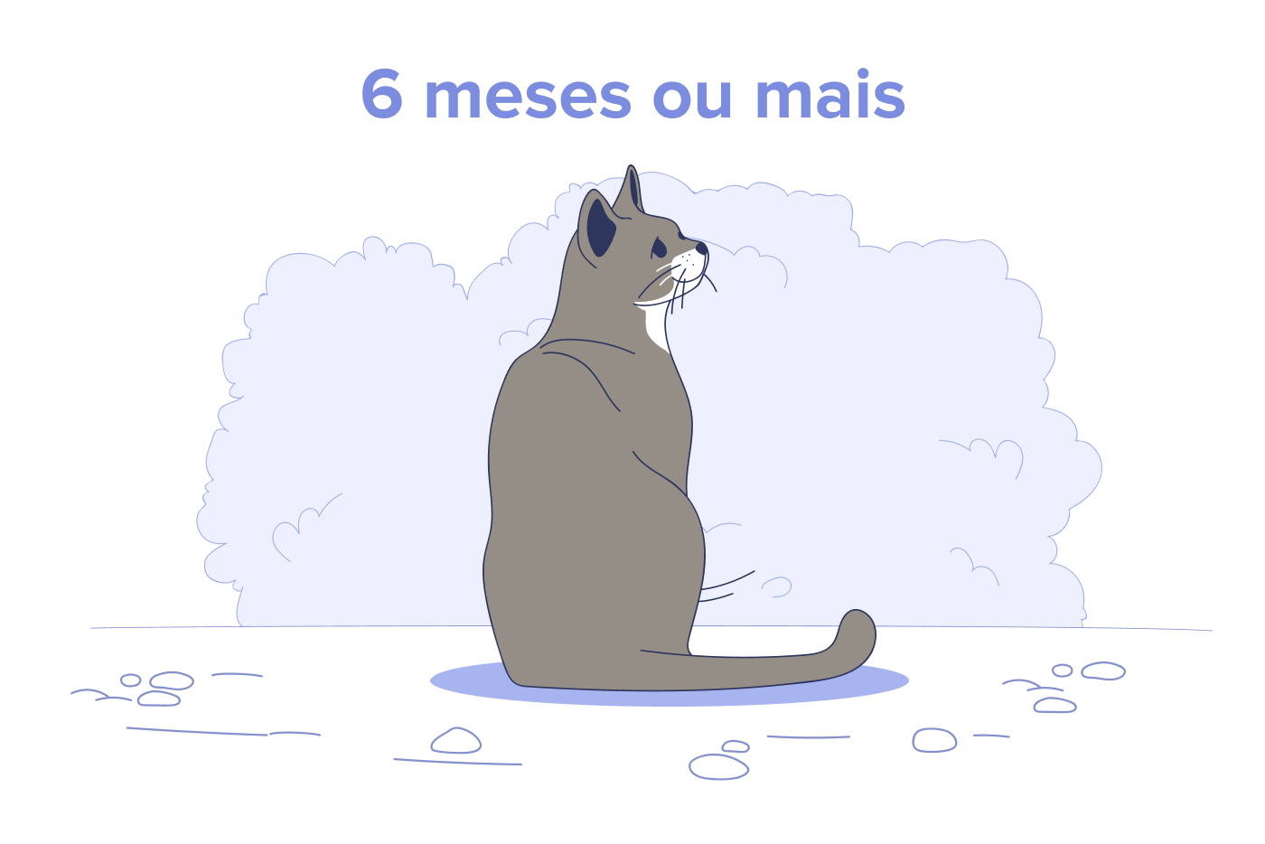 Gatos de 6 Meses a 10 Anos
