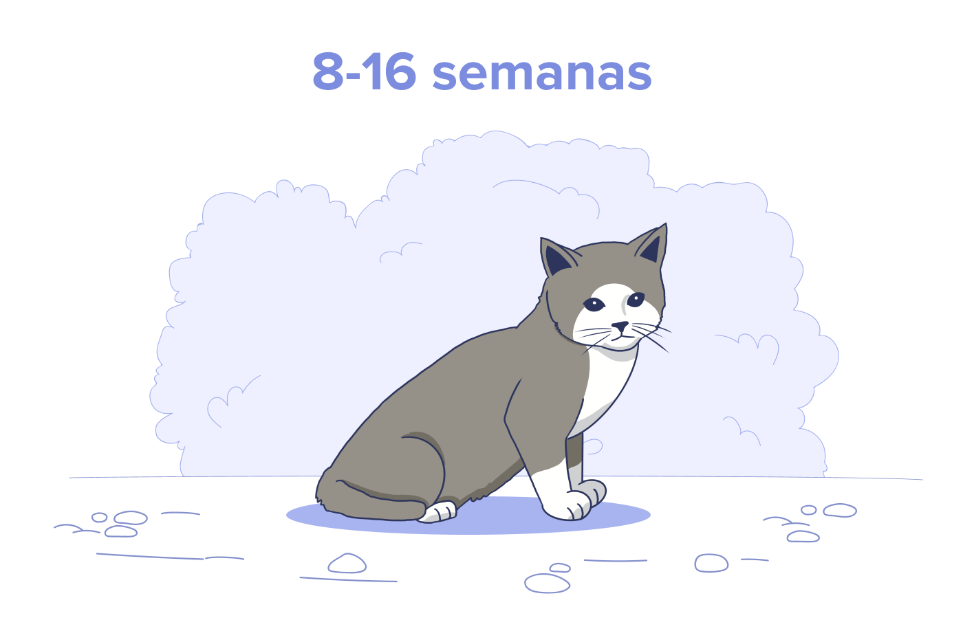 Filhotes de 8 a 16 Semanas