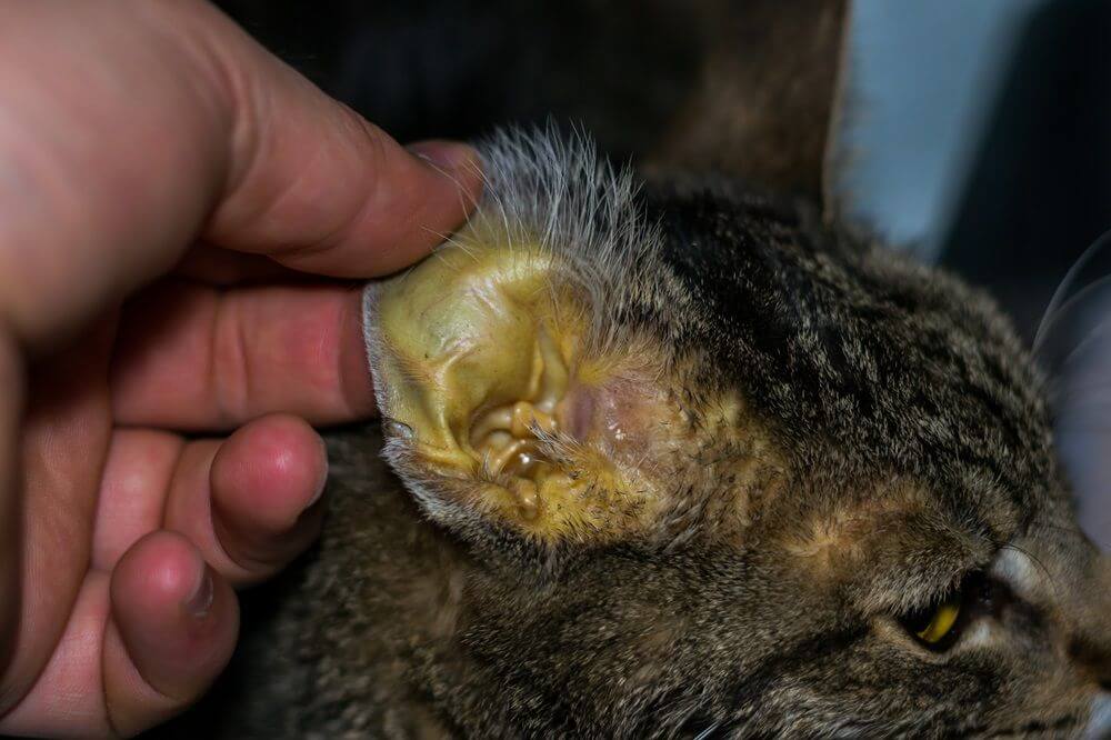 A mão de uma pessoa segurando a orelha de um gato, que apresenta uma descoloração amarela na pele.