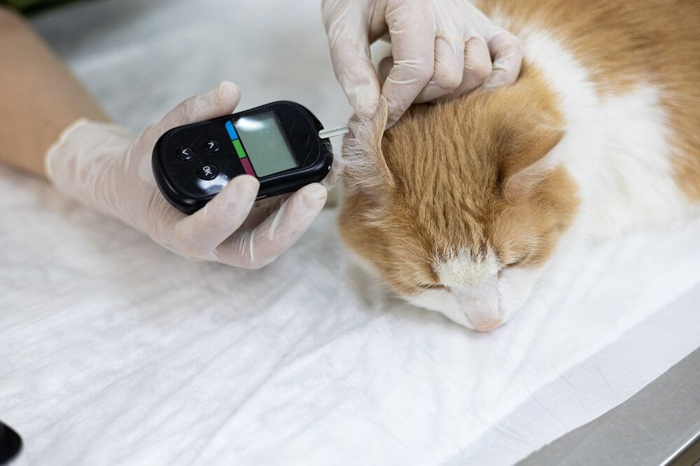 Um veterinário mede o nível de glicose de um gato em uma clínica veterinária.