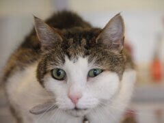 Abscesses in Cats