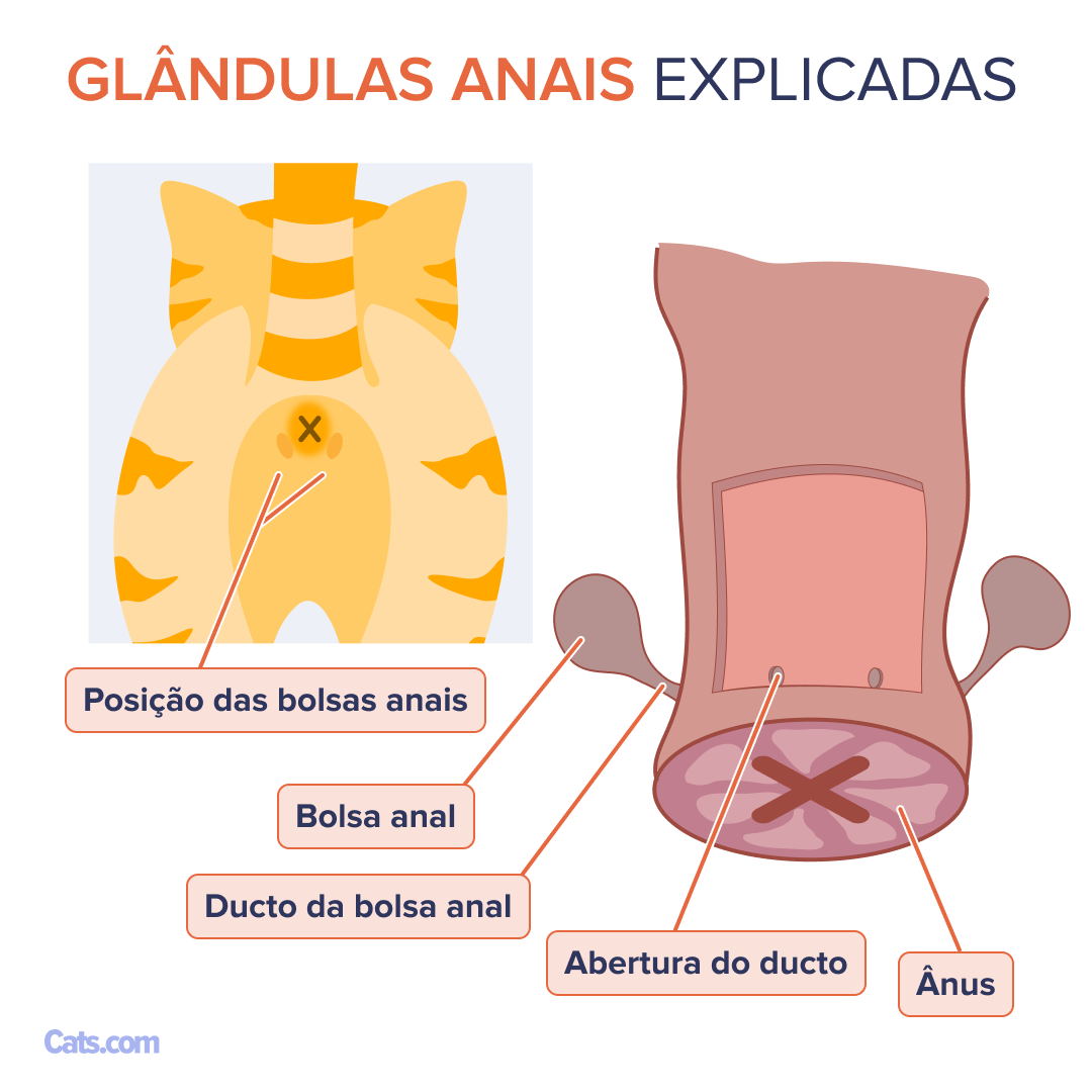 Quais são os detalhes dos sacos anais?