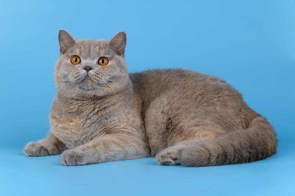 O gato British Shorthair encontra-se em um fundo azul