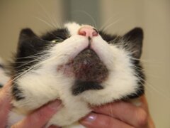 Cat Acne