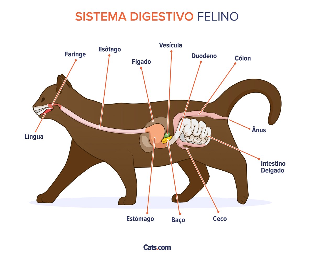 Anatomia do trato digestivo em gatos