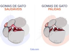 Gengivas Pálidas Em Gatos