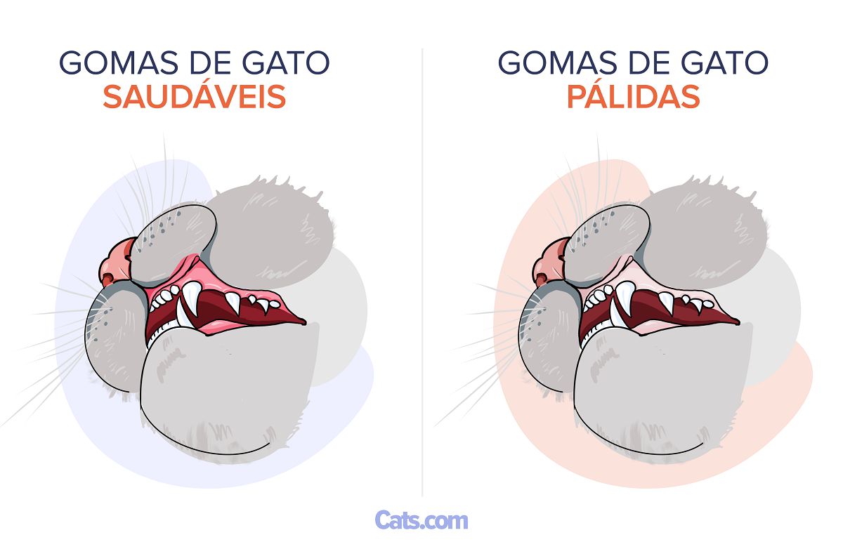 Gengivas Pálidas Em Gatos
