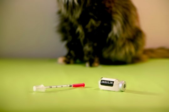 Insulina para gatos: usos, dosagem e considerações