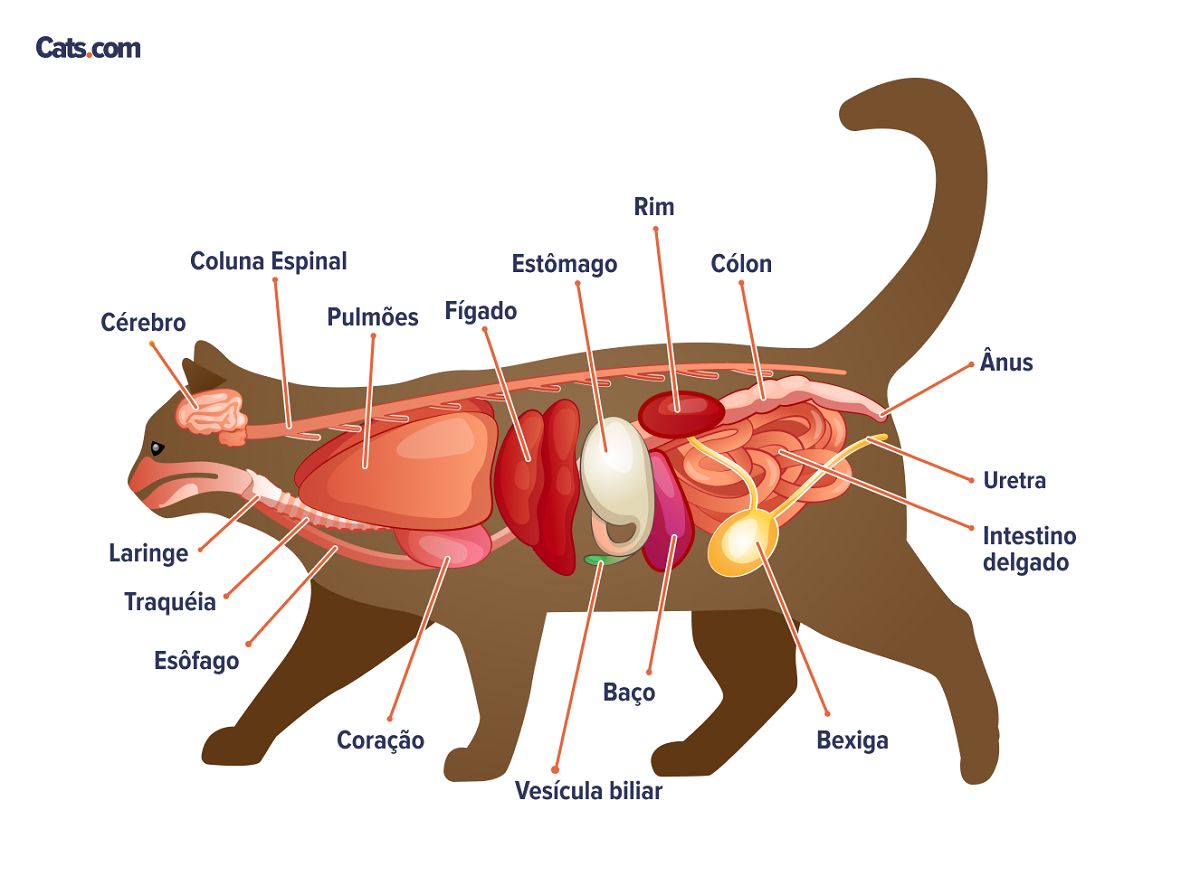 Uma imagem relacionada aos órgãos felinos, possivelmente ilustrando a anatomia dos órgãos internos de um gato.