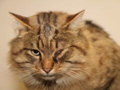 Conjunctivitis in Cats