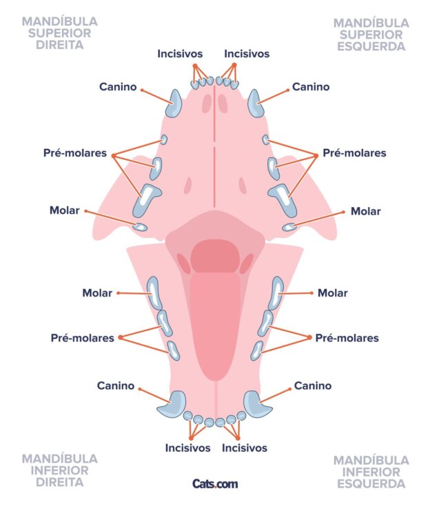 Guia de Anatomia de Gatos - Cats.com