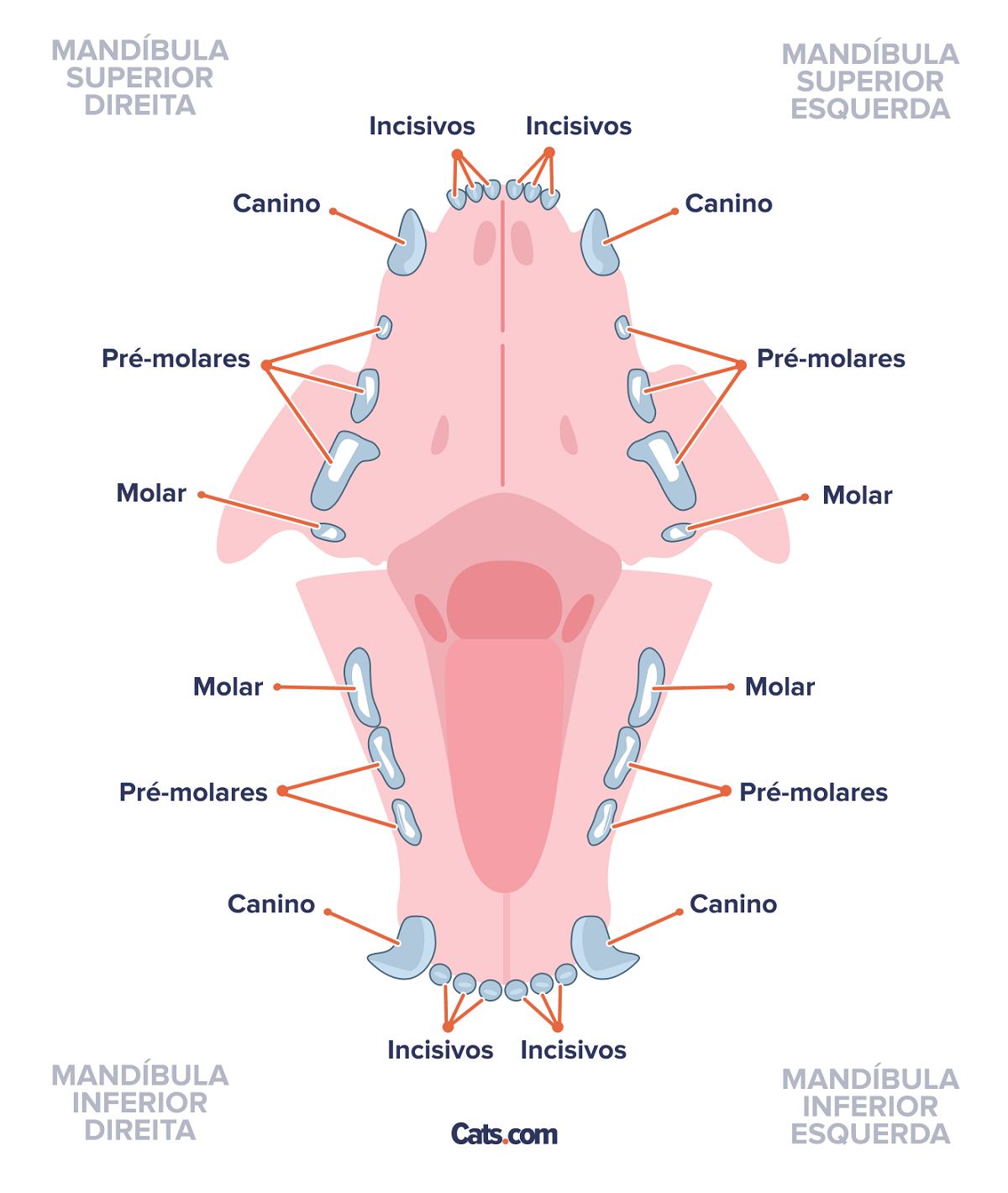 Dentes