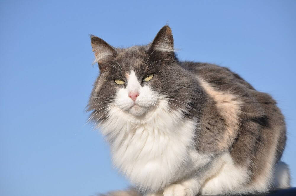 Lindo gato chita diluído de cabelos compridos contra o céu azul em um dia frio de inverno