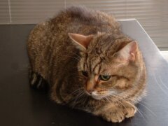 Fatty Liver Disease in Cats