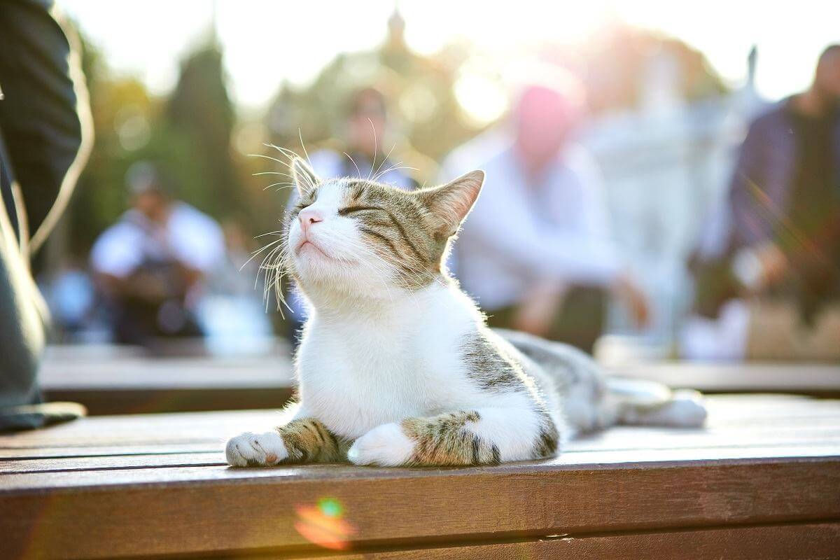 Gato nas ruas de Istambul, Turquia