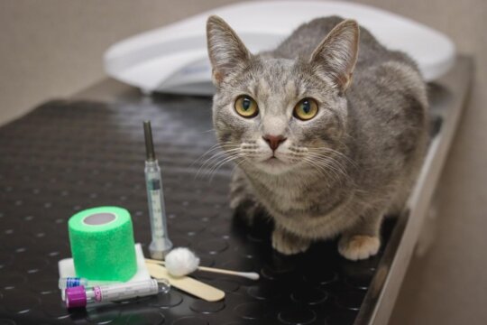 Com que Frequência seu Gato Deve Ir ao Veterinário?
