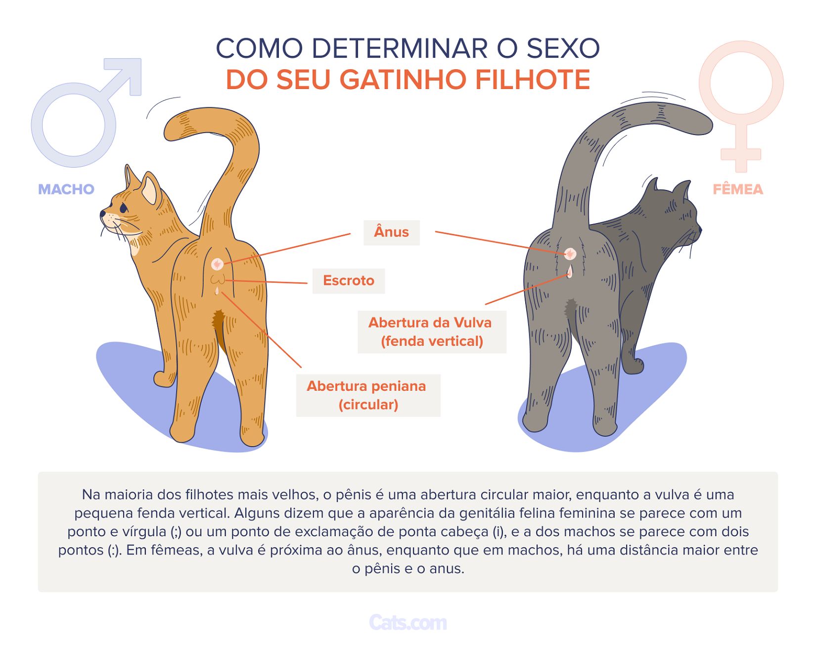 Determinando o sexo dos filhotes