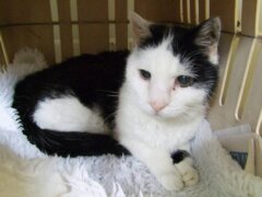 Hyperthyroidism in Cats