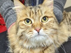 Iris Melanosis in Cats