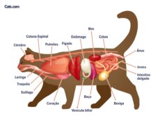 Órgãos de gatos