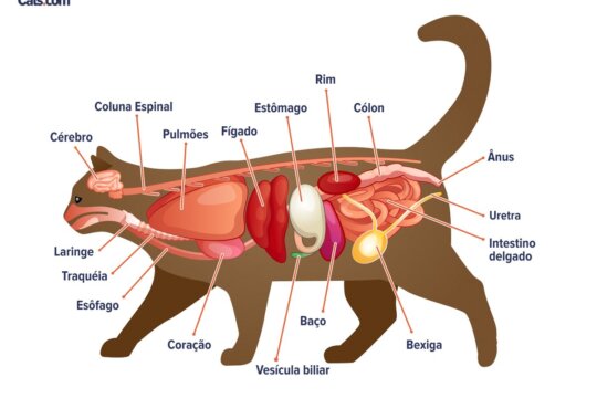 Guia de Anatomia de Gatos