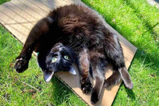 Os 5 Tipos de Personalidade de Gatos: Qual é o do Seu?
