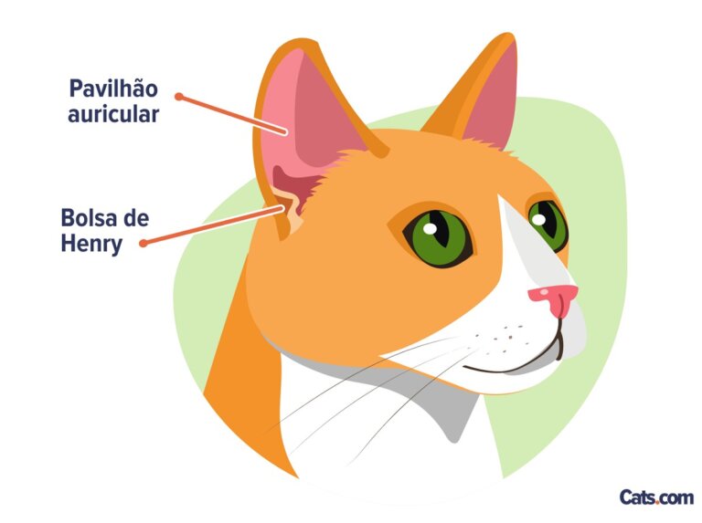 Guia de Anatomia de Gatos - Cats.com