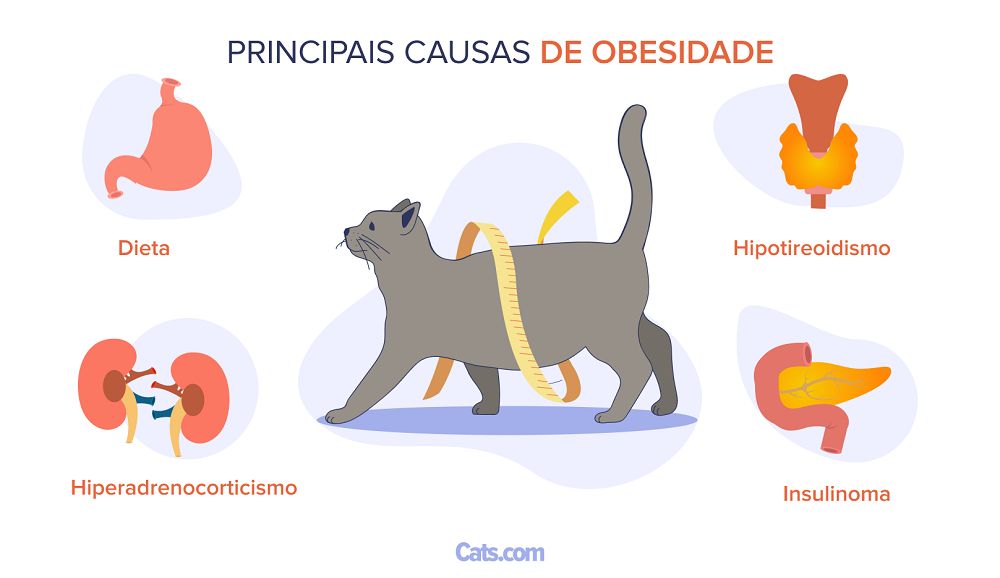 Principais causas da obesidade