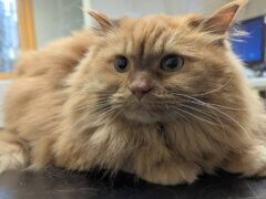 Prolapsed Uterus in Cats