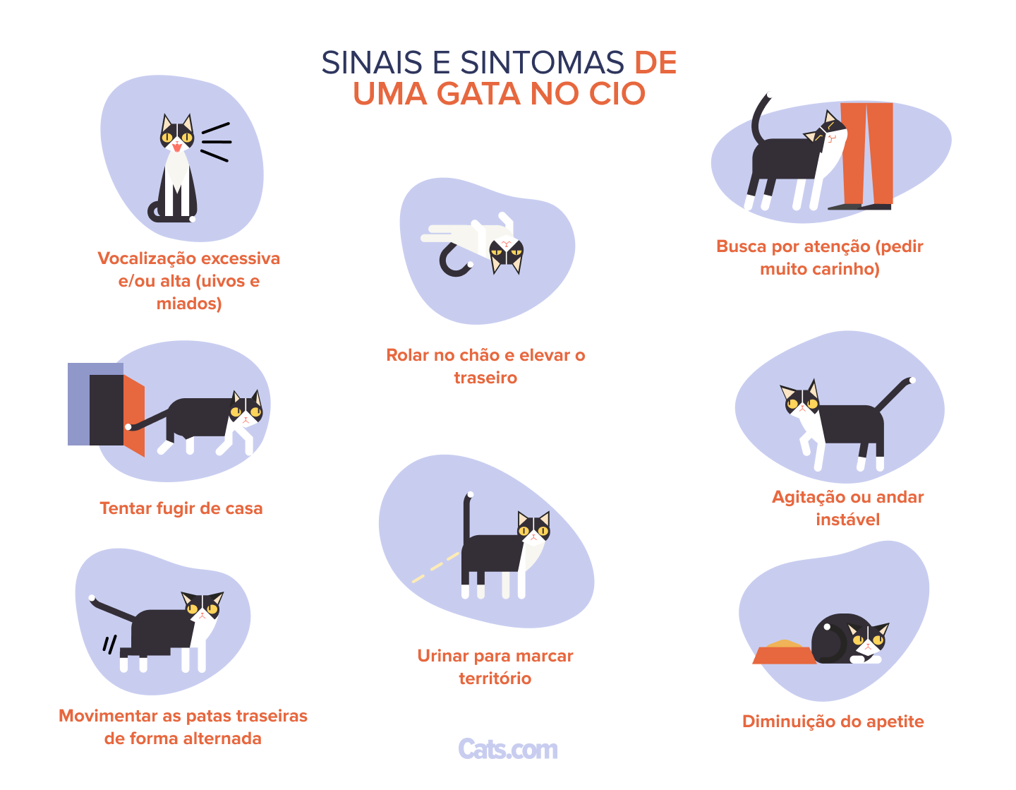 8 Sinais de que sua gata está no cio
