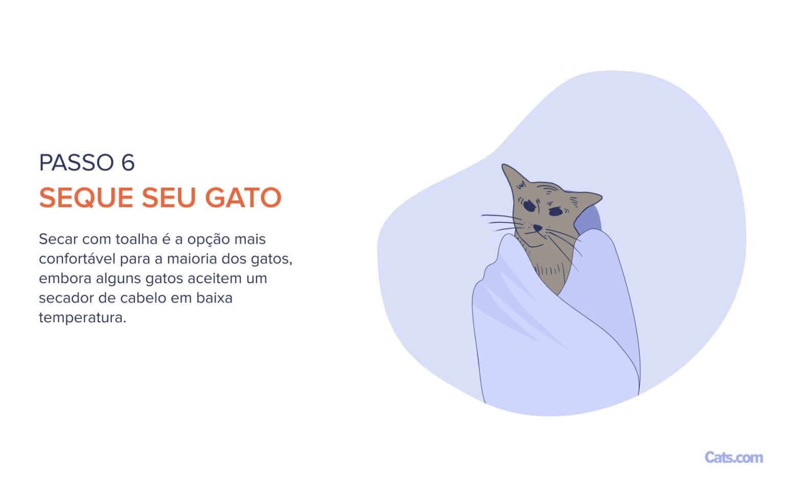 Como dar Banho em um Gato (Passo a Passo) - Cats.com