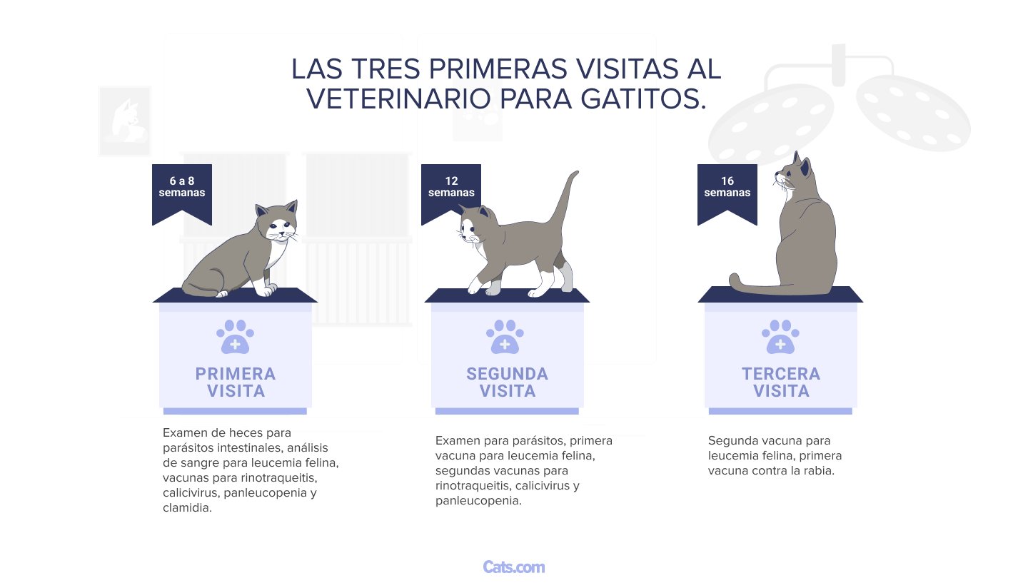 Dicas de saúde para um novo gatinho