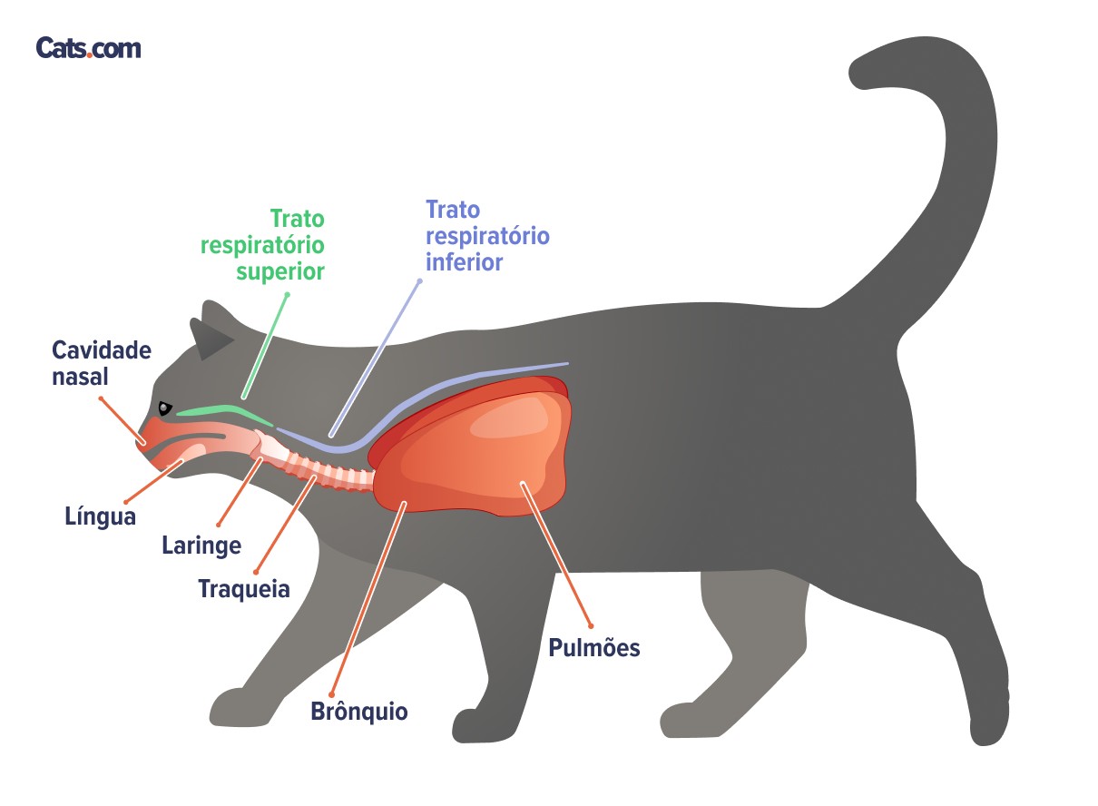 Infecções respiratórias superiores em gatos