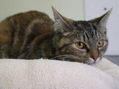 Xylitol Poisoning in Cats
