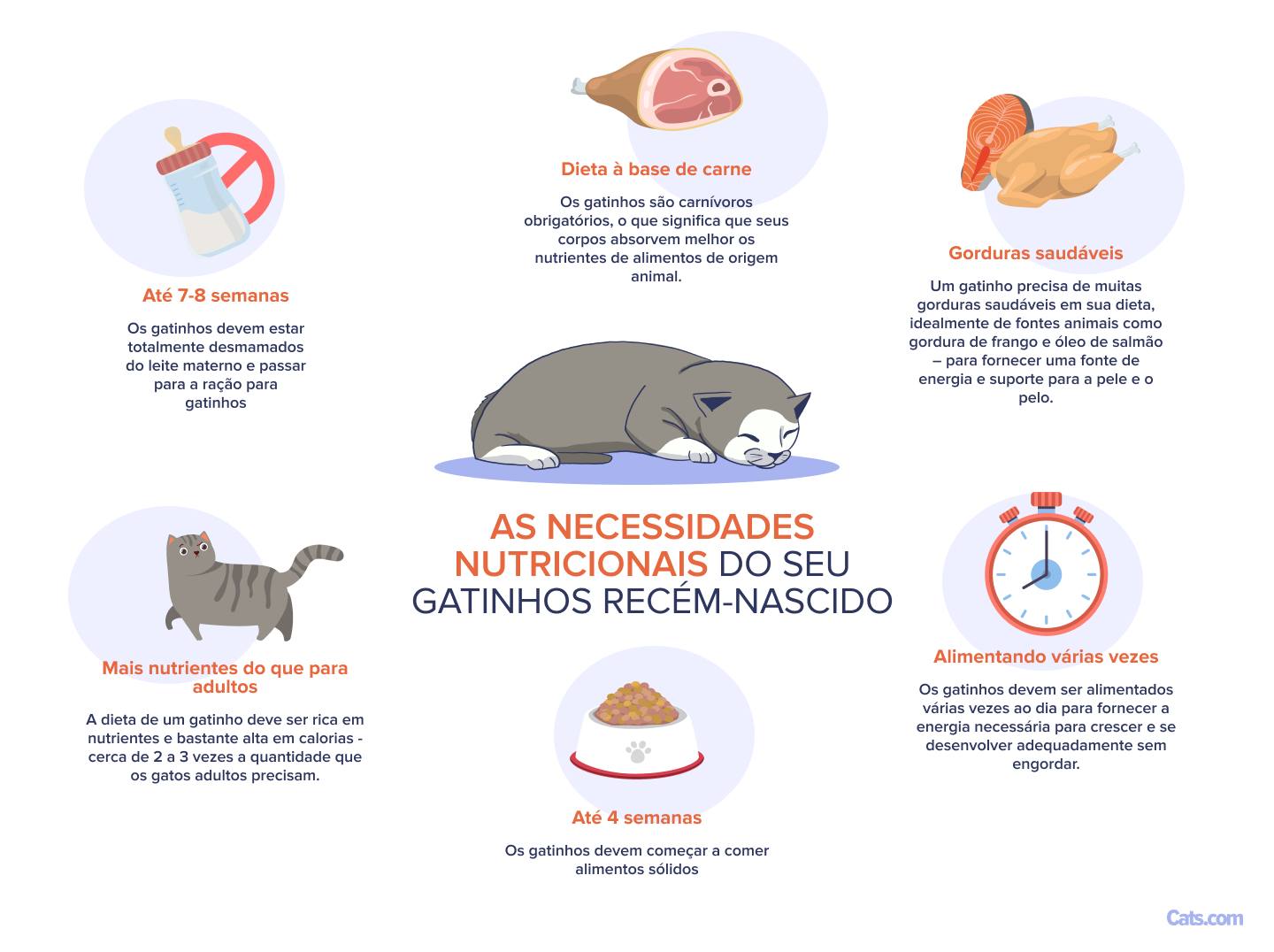 Compreendendo as necessidades nutricionais do seu gatinho recém-nascido