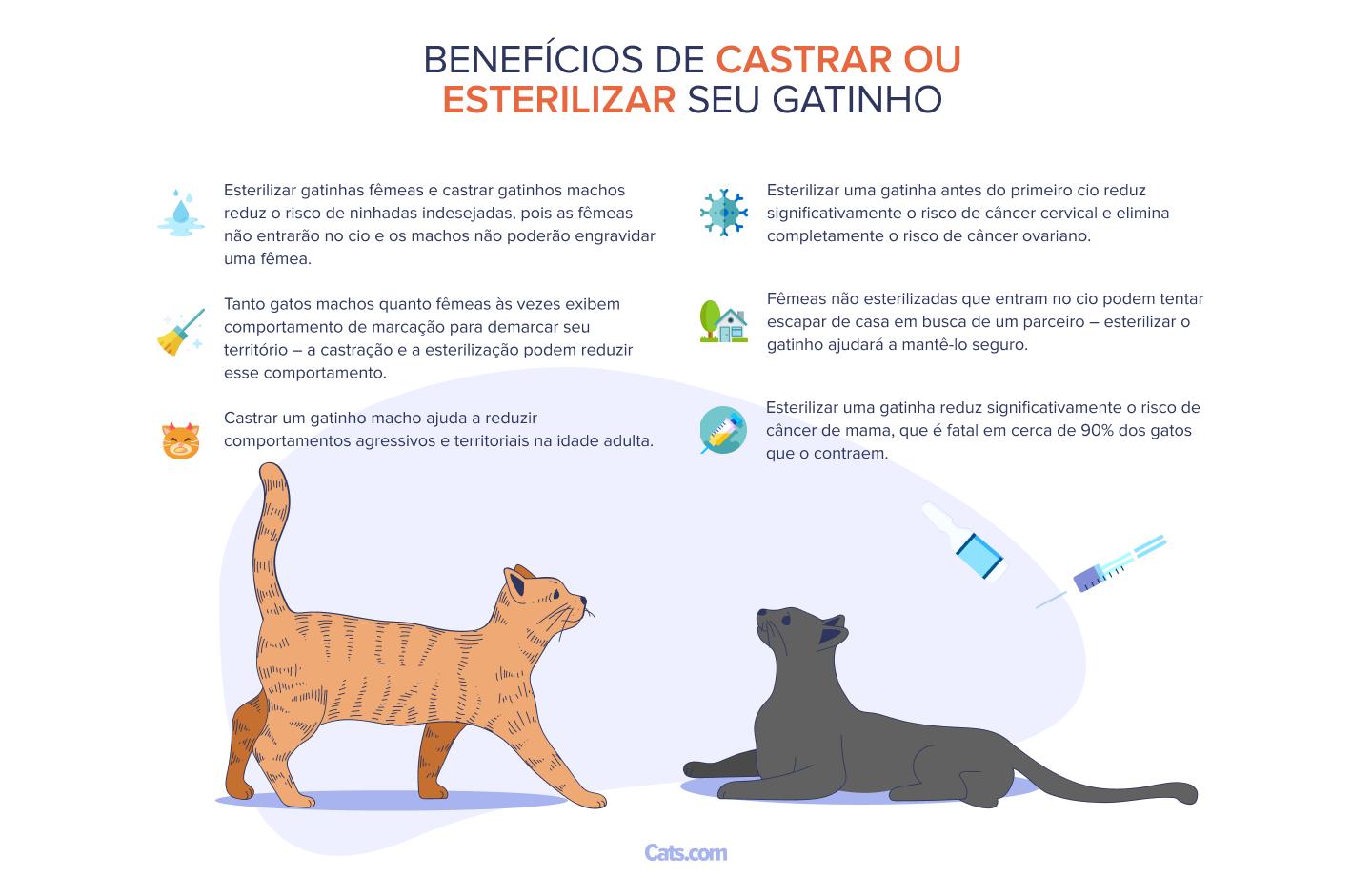 Castre seu gatinho filhote