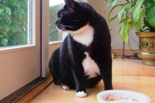 Quanto dar de Comida a um Gato