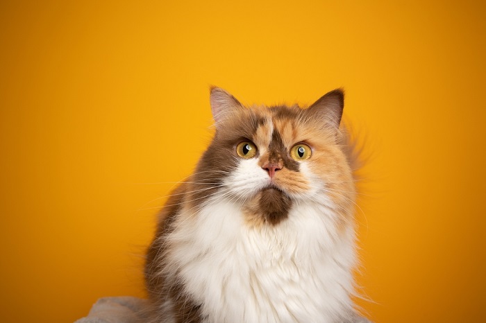 Calico Cat