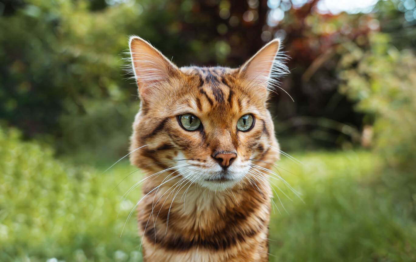 Um gato Cashmere Bengal, exibindo seu casaco de pele único e luxuoso.