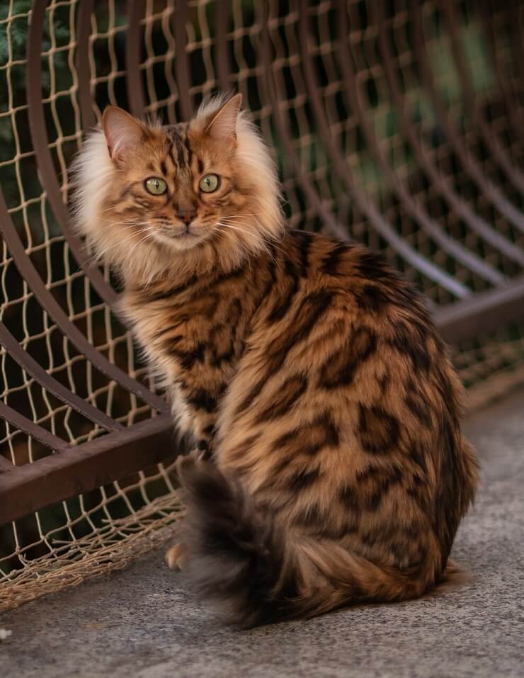 Um gato Cashmere Bengal reconhecido pela International Bengal Cat Society, exibindo sua aparência deslumbrante.