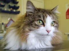 cat at vet