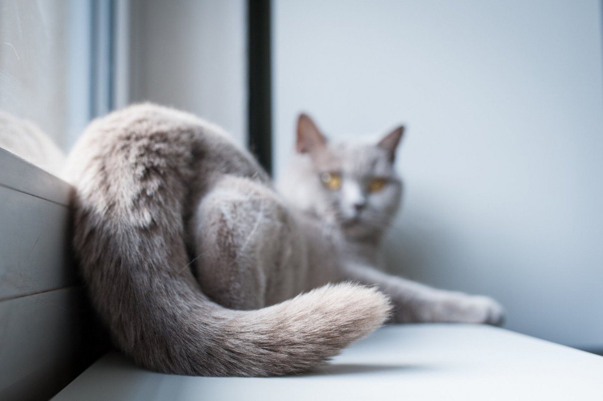 Um gato brincalhão com os quartos traseiros para cima, exibindo uma postura relaxada e curiosa.