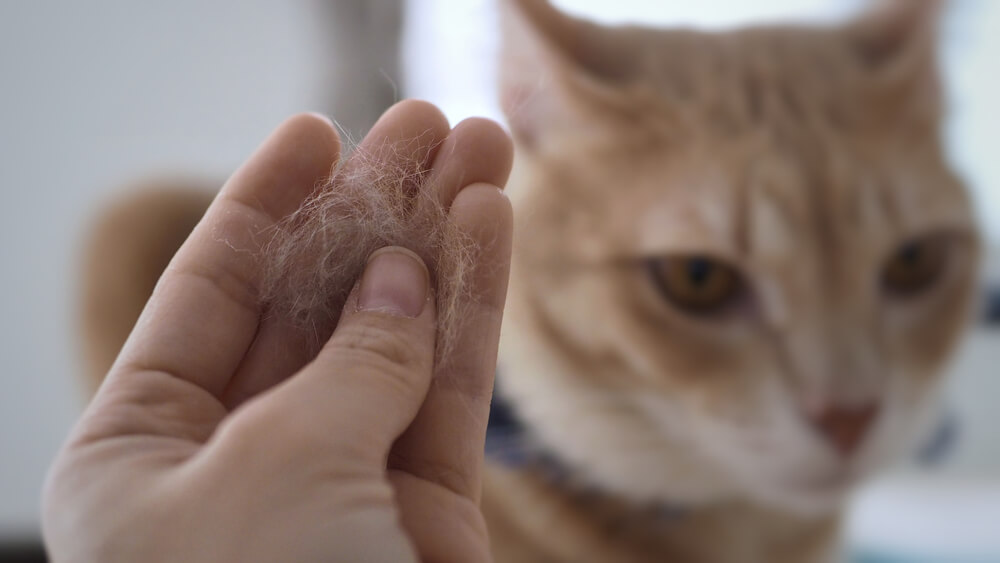 A pelagem do gato parece ter pequenas partículas escamosas espalhadas por toda parte, indicando a presença de caspa.