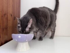 cat drinking from water bowl