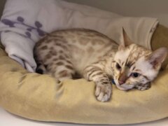 cat in bed sick