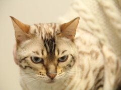 cat in the table