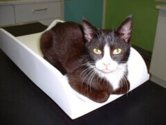 cat in weighing scale