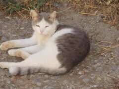 cat outside