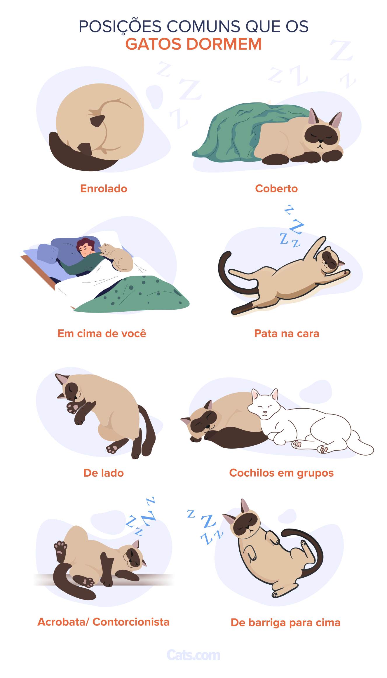 Imagem de posições para gatos dormirem