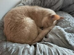 cat sleeping